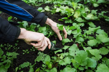 a man works in a vegetable garden, harvests fresh radishes