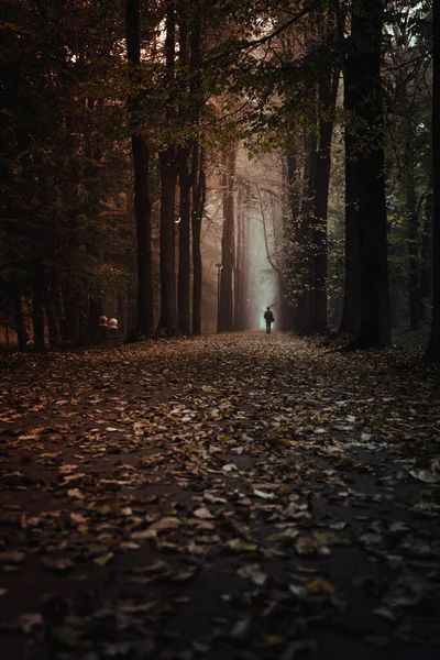 Een Eenzame Man Wandelt Door Een Mistige Steeg Een Herfstpark — Stockfoto