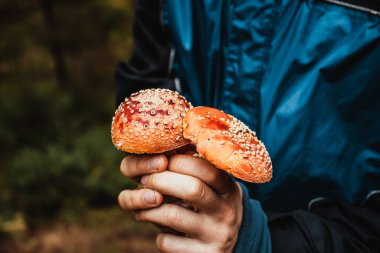Kırmızı sinek, mavi ceketli bir adamın ellerinde.