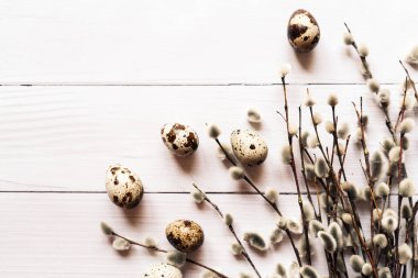 quail eggs and pussy willow branches on white wooden background, easter