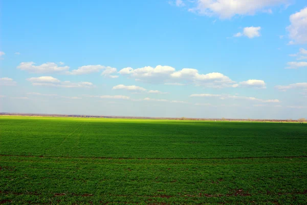 Pole wiosną — Zdjęcie stockowe