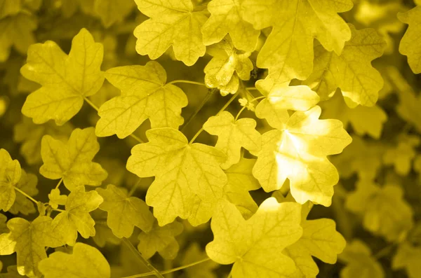 2021 yılının aydınlatma rengi. Sarı Akçaağaç yaprakları doku, doğal arkaplan. — Stok fotoğraf