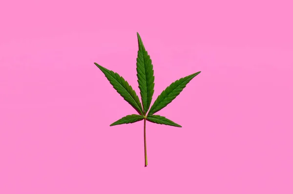 Hoja verde cannabis aislada sobre fondo rosa. —  Fotos de Stock