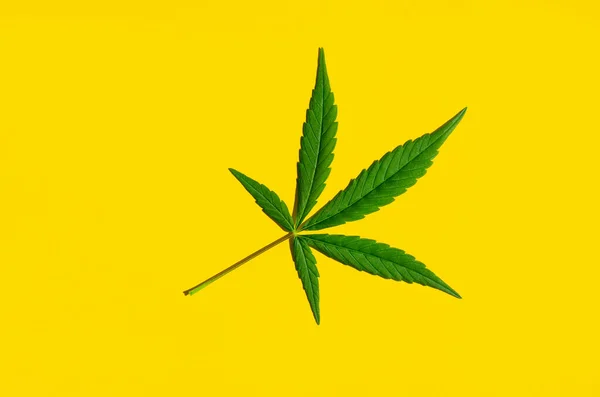 Feuille verte de cannabis isolée sur fond jaune. — Photo