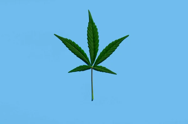 Cannabis grünes Blatt isoliert auf blauem Hintergrund. — Stockfoto