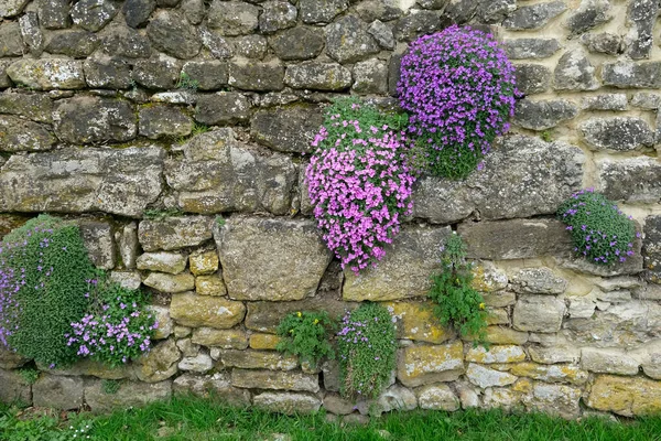 Яркие розовые весенние цветы на каменной стене в загородном саду, Сельский сад, Англия, Великобритания, Сад. Красивый цветочный фон. Сиреневые и фиолетовые флоксы — стоковое фото