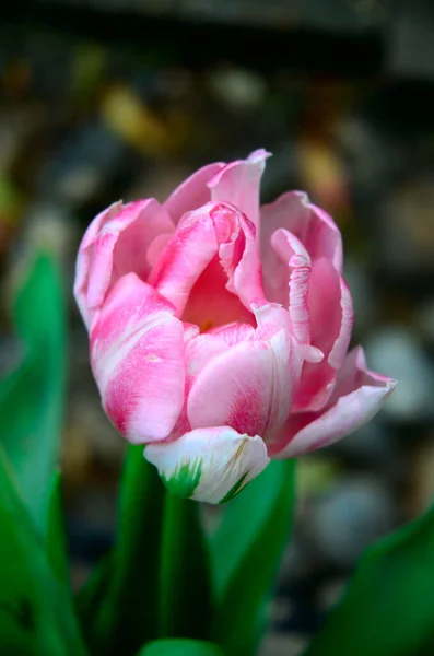 Tulipe rose et blanche. Gros plan sur les fleurs de tulipes, foyer sélectif. Macrophotographie de fleurs de printemps. Contexte macro naturel. — Photo