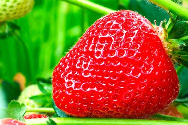 Çilek bitkisi. Dallarda kırmızı çilekler. Eko çiftliği. Seçici odaklanma. Yüksek teknoloji tarımına sahip serada çilek. Hidrofonik raf sistemi olan tarım serası. Mikro