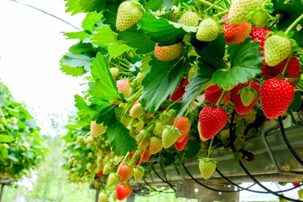 Strawberries plant. Red strawberries on the branches. Eco farm. Selective focus. Strawberry in greenhouse with high technology farming. Agricultural Greenhouse with hydroponic shelving system.