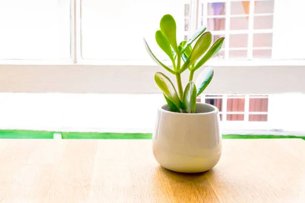 Plant near the window in the pot. Green leaves in the pot. Succulent flower in the pot. Money tree. — 스톡 사진