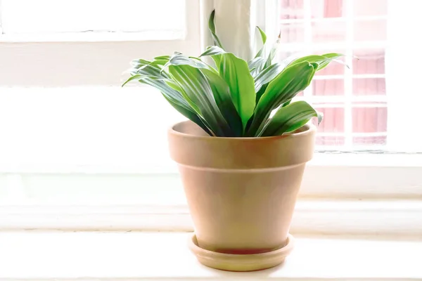 Plant near the window in the pot. Green leaves in the pot. Asplenium nidus, aspleniaceae. — Stock Photo, Image