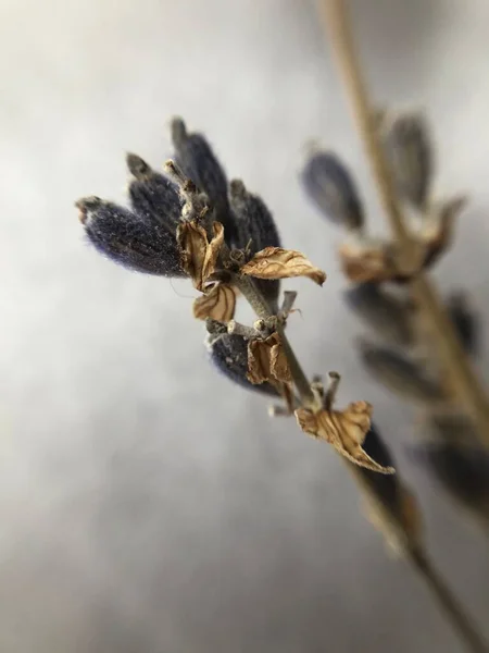 Lavanda seca flor macro closeup, foco seletivo. Desfoque de fundo turvo. Ervas aromáticas. — Fotografia de Stock