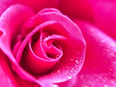 Tek kırmızı gül, yakın plan. Su damlalı gül çekirdeği. Seçici odaklanma, odaklanma kaybı. 