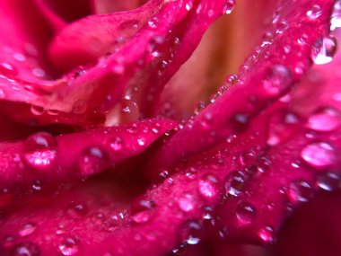 Çiçek arkaplan. Çiçek deseni. Suda çiçekler. Çiçek arkaplanı. Kırmızı gül yaprakları ve su damlaları yakın çekim, makro. Kırmızı gül yaprakları Su damlaları. 