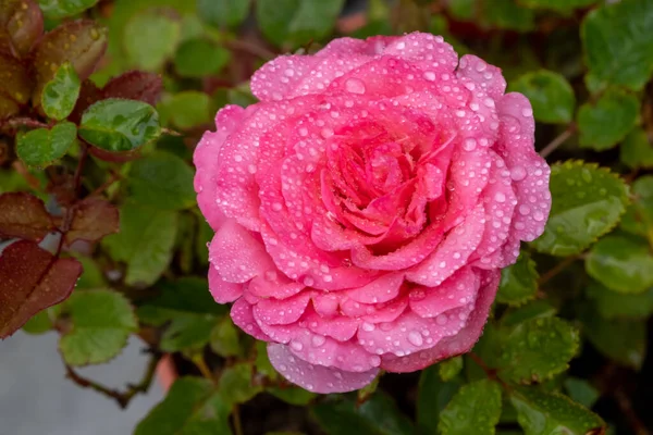 Background image of rose, fresh pastel color. Rose bush in the garden. Water drops on flower. Drops of water close-up on rose petals. Top view. — Stock Photo, Image