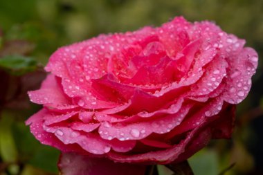 Güllerin arkaplan görüntüsü. Renkli taze pastel güller. Bahçedeki gül çalısı. Gül yapraklarına su damlaları. Gül yapraklarına yakın çekim su damlaları.