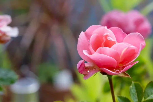 Image de fond de roses. Roses fraîches de couleur pastel. Rosier dans le jardin. Gros plan sur les pétales de rose. Rosier sur le balcon jardin. — Photo