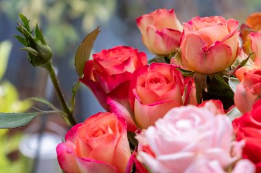 Çok renkli gül çiçekleri, gül çiçekleri. Mercan pembe pastel rengi, seçici odak, gül bokeh arkaplan. 