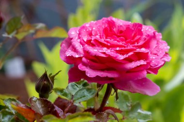 Güllerin arkaplan görüntüsü. Renkli taze pastel güller. Bahçedeki gül çalısı. Çiçeklere su damlası. Gül yapraklarına yakın çekim su damlaları.