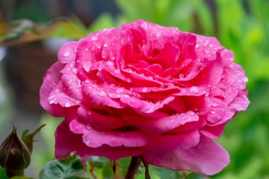 Güllerin arkaplan görüntüsü. Renkli taze pastel güller. Bahçedeki gül çalısı. Çiçeklere su damlası. Gül yapraklarına yakın çekim su damlaları.