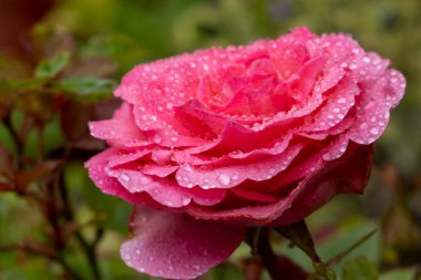 Güllerin arkaplan görüntüsü. Renkli taze pastel güller. Bahçedeki gül çalısı. Çiçeklere su damlası. Gül yapraklarına yakın çekim su damlaları.
