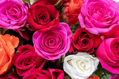 Güllerin arkaplan görüntüsü. Renkli taze pastel güller. Pembe ve gül gülleri. Güllerin arkaplan görüntüsü. Renkli taze renkli çiçekler..