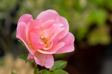 Gül tomurcuğu yaklaş, balkon bahçesi için gül melezi. Mercan pembe pastel gül rengi. Seçici odak, doğal bulanık arkaplan