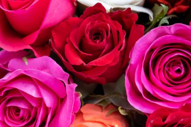 Güllerin arkaplan görüntüsü. Renkli taze pastel güller. Pembe ve gül gülleri. Güllerin arkaplan görüntüsü. Renkli taze renkli çiçekler.