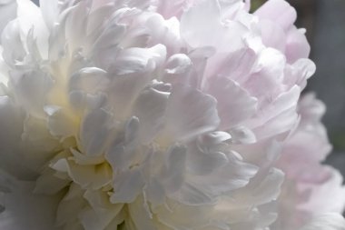 Beyaz şakayık yaprakları, bulanık arka plan, makro kaplama. Doğal olarak odaklanmış arka plan. Hassas arkaplan. 