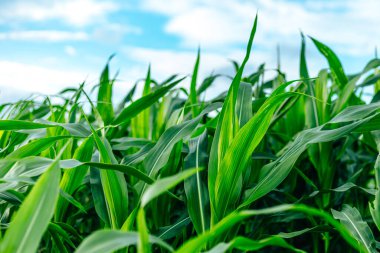 Tarım arazilerindeki genç yeşil mısır bitkileri. Çiftlik mısır ve tarım kavramı.