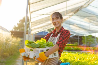 Çiftçi donanımı tarım eldivenleri sebzeleri hidrofonik çiftlikte tutar ve müşteriye teslim edilmeden önce sebzeleri titizlikle inceler.