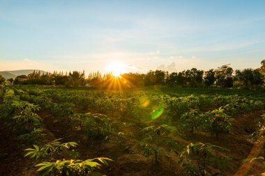 Tapyoka çiftliği, patates çiftliği, tapyoka tarlası büyümesi ve dağ geçmişi. çiftlik ve tarım sebze konsepti.