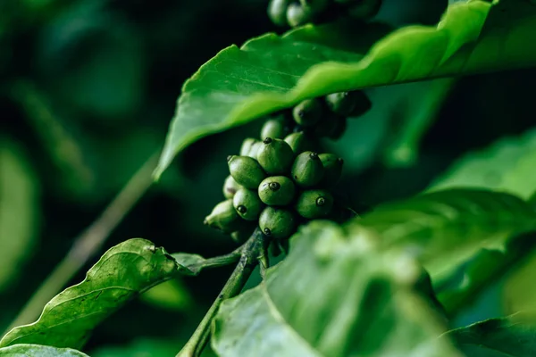 Coffee Plant Coffee Beans Growing Branch Coffee Tree Close Branch — Stock Photo, Image