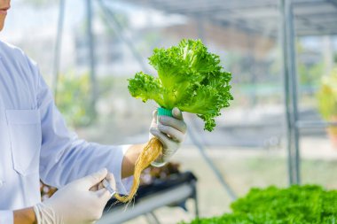 Bilimadamları çözeltiyi test eder, kimyasal inceleme, organik ve hidroponik çiftlikteki tazeliği kontrol eder.