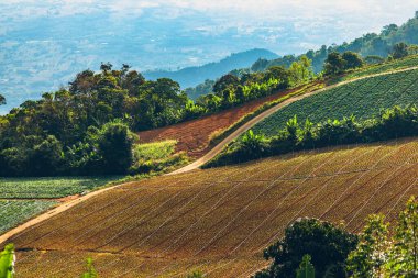 Dağdaki Çin Cabbageable çiftlik arazisi. Çiftlik, hasat, tarım kavramı.