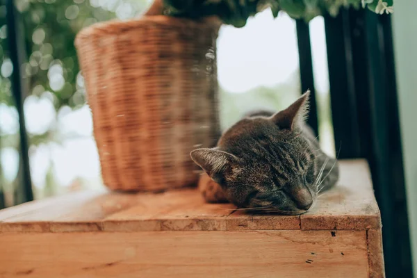 Schläfriger Katzenschlaf Auf Dem Tisch — Stockfoto