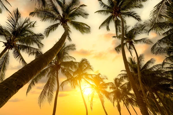 Palme Sulla Spiaggia Tramonto — Foto Stock