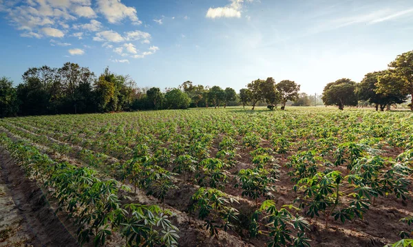 Cassava Feld Und Blauer Himmel Tapioka Farm Kartoffelfarm Tapiokaplantage Landwirtschaftlicher — Stockfoto