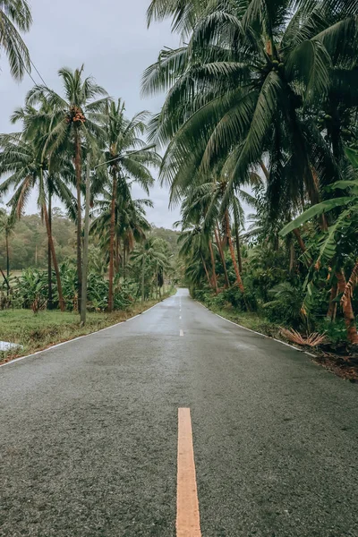 Palmeras Coco Carretera Isla Tropical — Foto de Stock