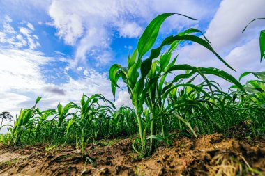 Tarım arazilerindeki genç yeşil mısır bitkileri. Çiftlik mısır ve tarım kavramı.