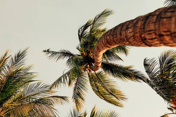 Trattati Palm Sulla Spiaggia — Foto Stock