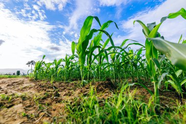 Tarım arazilerindeki genç yeşil mısır bitkileri. Çiftlik mısır ve tarım kavramı.