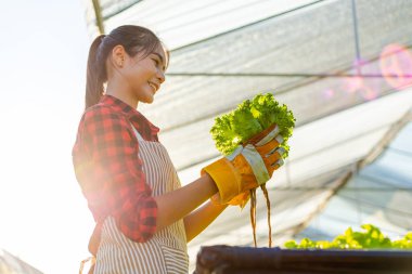 Çiftçi donanımı tarım eldivenleri sebzeleri hidrofonik çiftlikte tutar ve müşteriye teslim edilmeden önce sebzeleri titizlikle inceler.