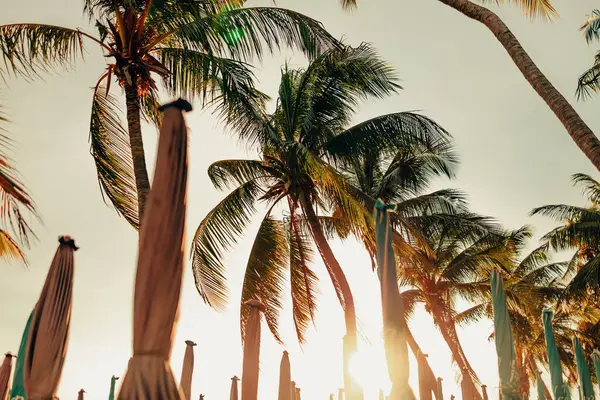 Trattati Palm Sulla Spiaggia — Foto Stock