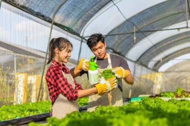 Çiftçi donanımı tarım eldivenleri sebzeleri hidrofonik çiftlikte tutar ve müşteriye teslim edilmeden önce sebzeleri titizlikle inceler.