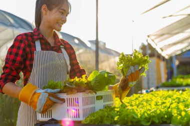Çiftçi donanımı tarım eldivenleri sebzeleri hidrofonik çiftlikte tutar ve müşteriye teslim edilmeden önce sebzeleri titizlikle inceler.