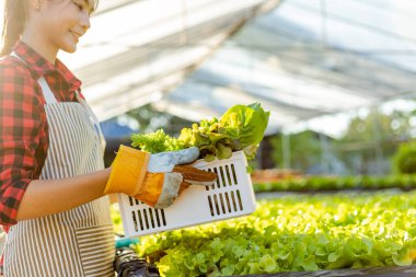 Çiftçi donanımı tarım eldivenleri sebzeleri hidrofonik çiftlikte tutar ve müşteriye teslim edilmeden önce sebzeleri titizlikle inceler.