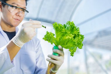 Bilimadamları çözeltiyi test eder, kimyasal inceleme, organik ve hidroponik çiftlikteki tazeliği kontrol eder..