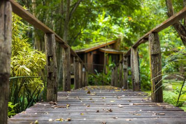 Ormanda ahşap köprü.