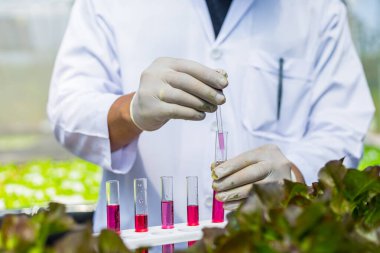 Bilimadamları çözeltiyi test eder, kimyasal inceleme, organik ve hidroponik çiftlikteki tazeliği kontrol eder..